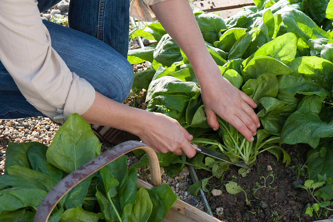 Woman Harvesting Spinach 'madator' (Spinacia Oleracea) In Vegetable Bed