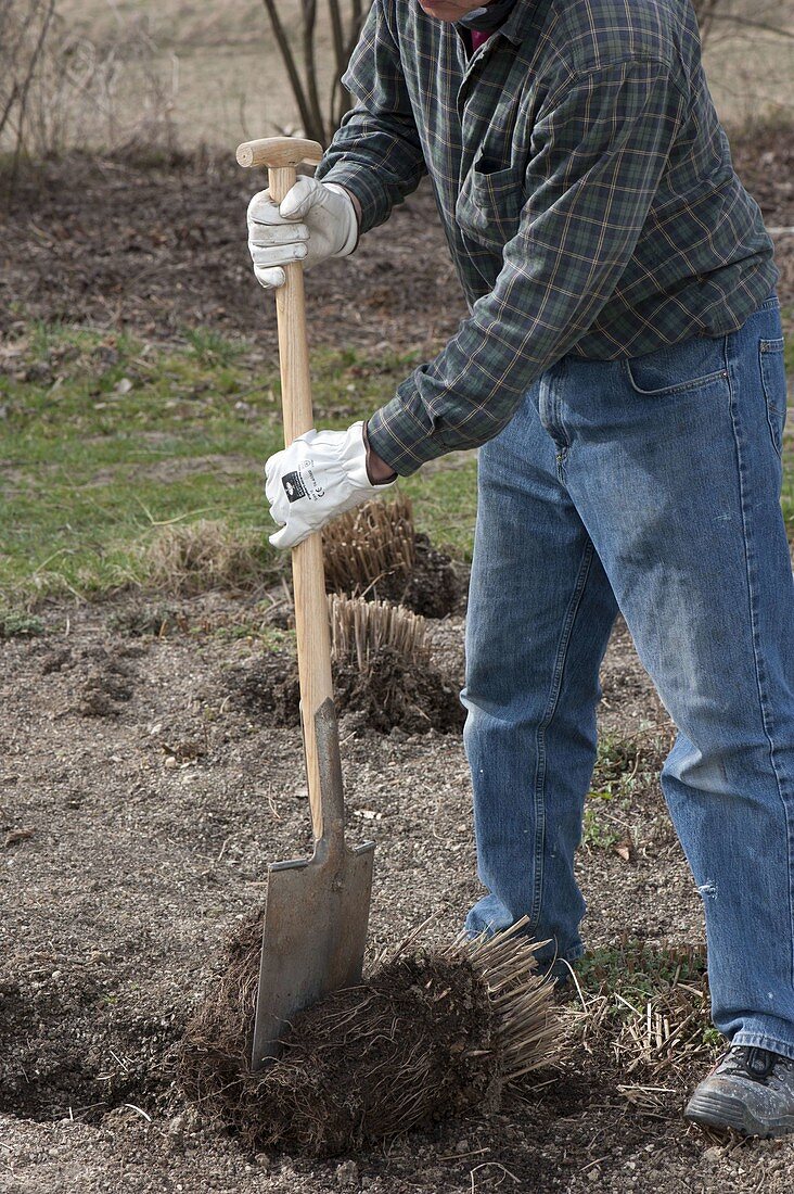 Man divides grasses in spring with a spade