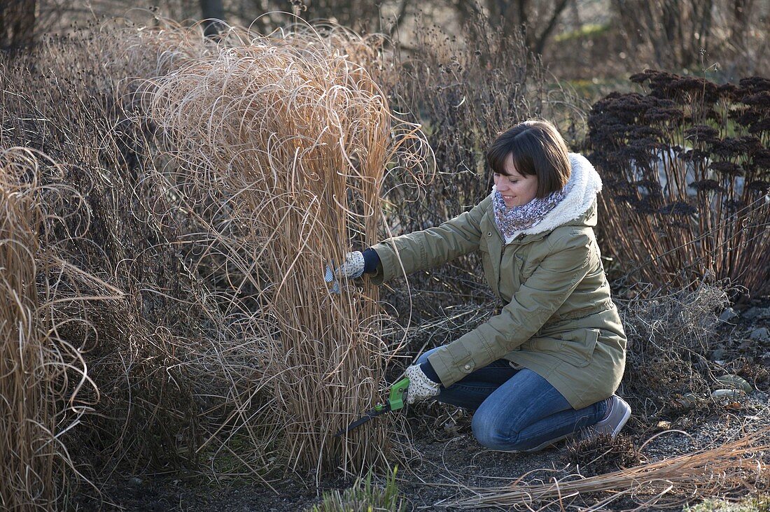 Woman cutting Miscanthus (miscanthus) back in March