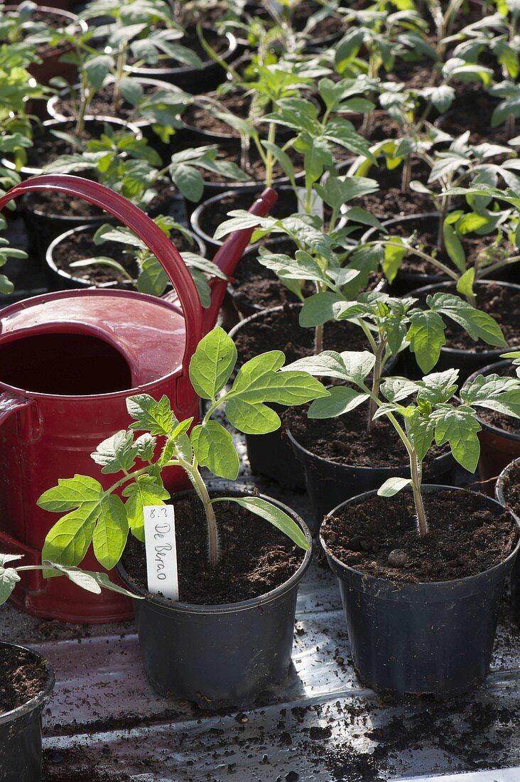 Young plants of (tomatoes) Lycopersicon in plastic pots, red watering can