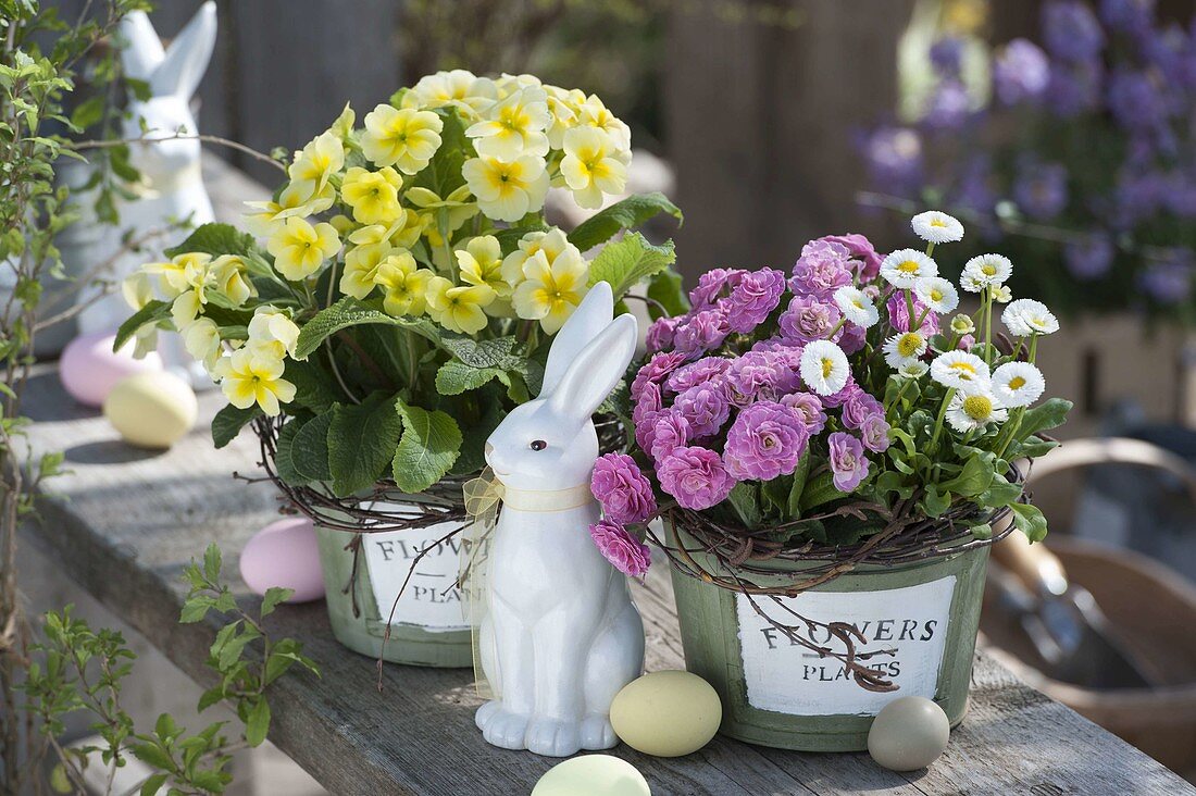 Primula 'Romance' (Stuffed Primula), Primula elatior (Tall Primula), Bellis