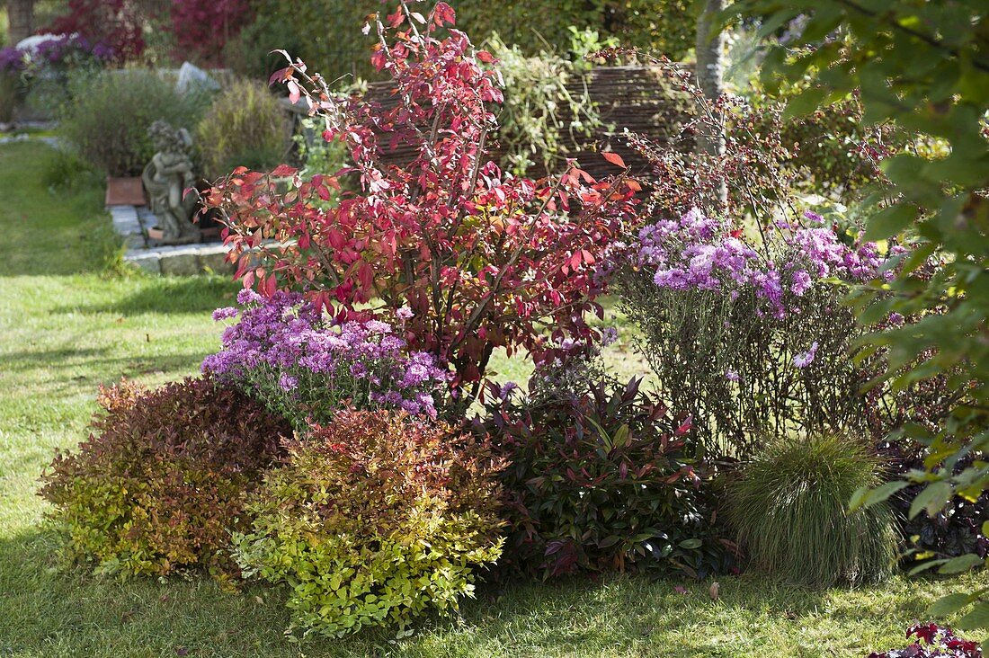 Euonymus alatus (Korkleisten-Spindelstrauch), Chrysanthemum