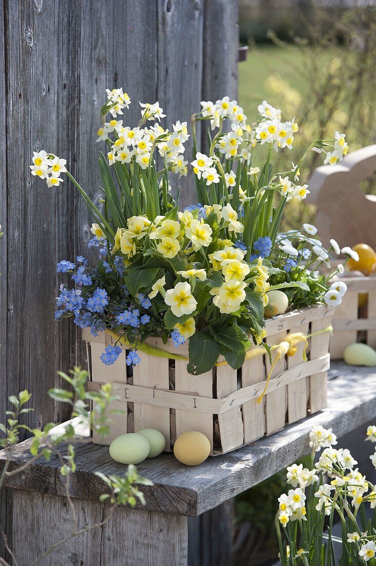 Spankorb mit Narcissus 'Minnow' (Narzissen), Primula elatior