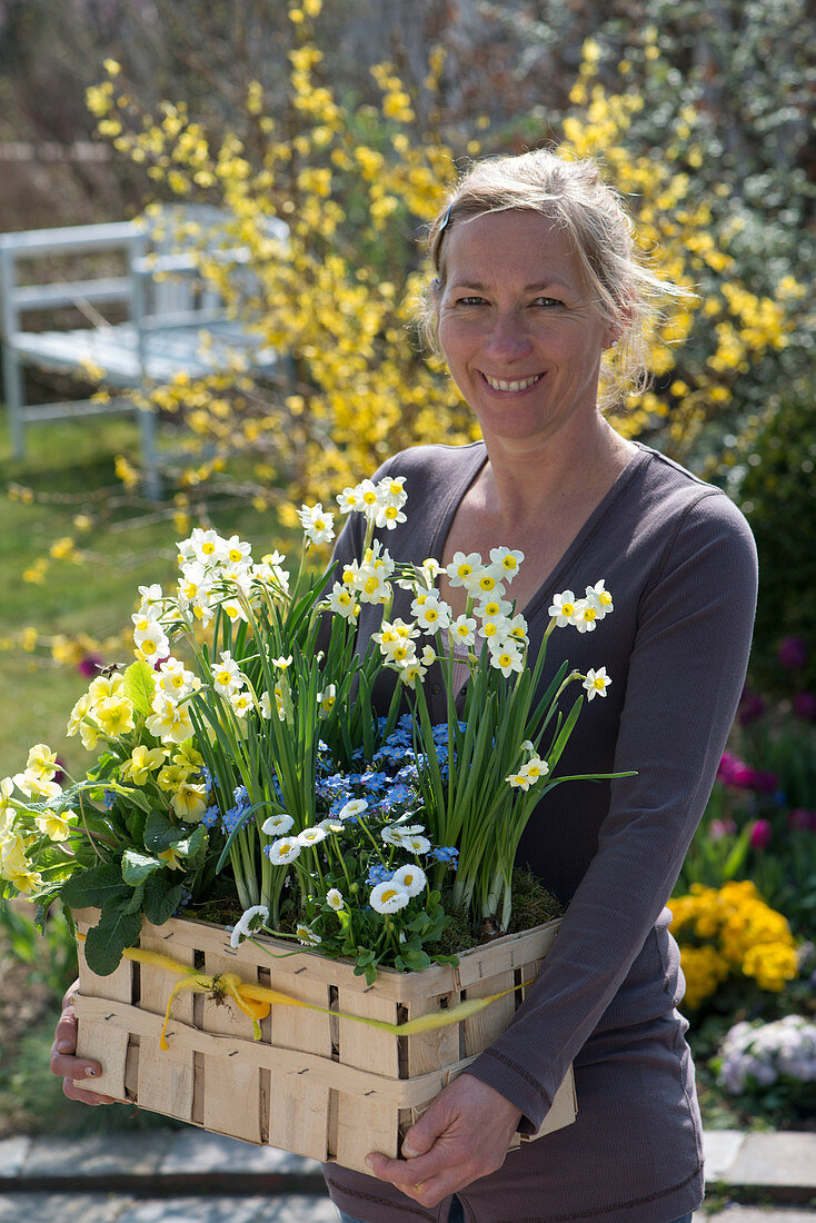 Woman bringing woodchip basket with Narcissus 'Minnow', Primula elatior