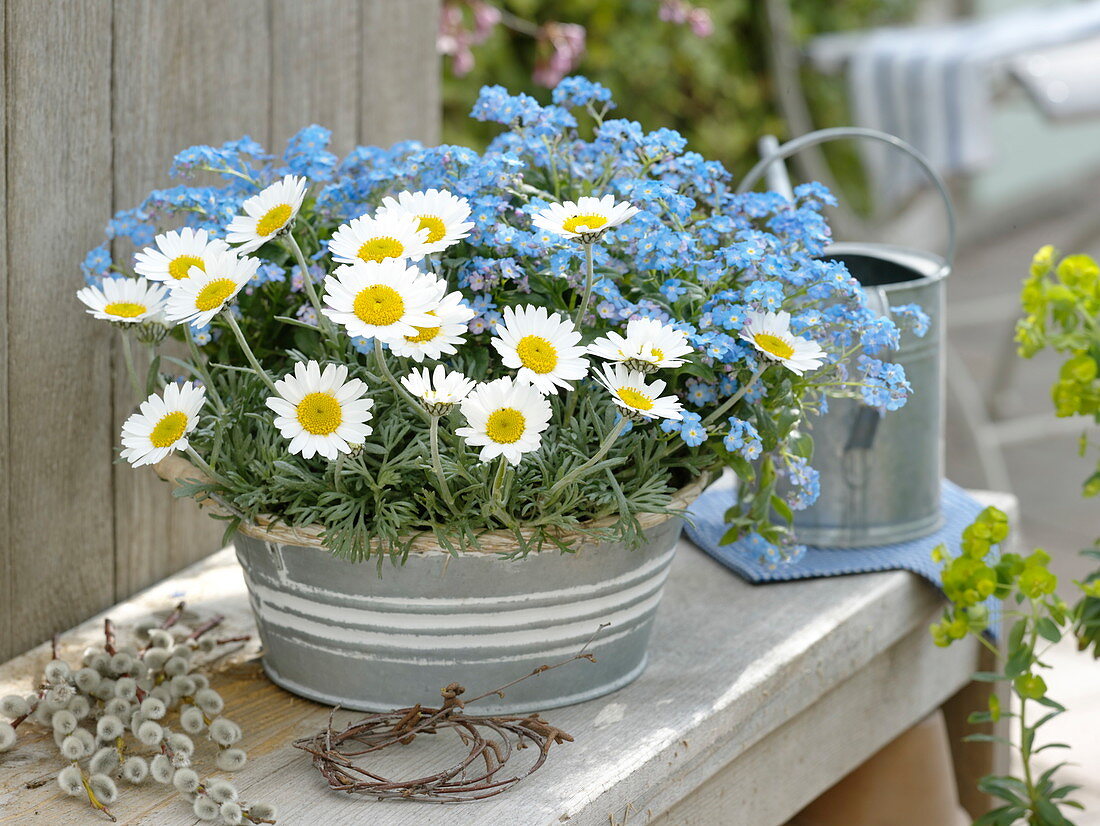 Myosotis 'Myomark' (Vergißmeinnicht) und Leucanthemum hosmariense 'Flirt'