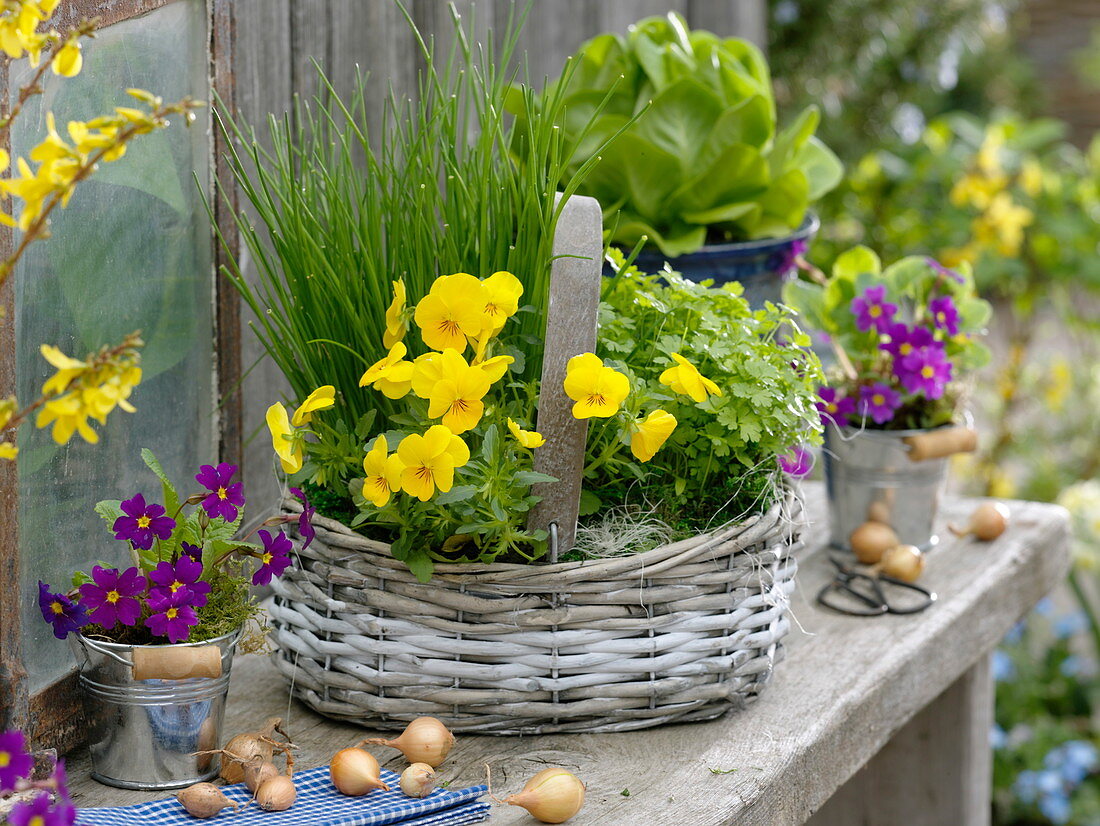 Basket with chives (Allium schoenoprasum), parsley (Petroselinum)