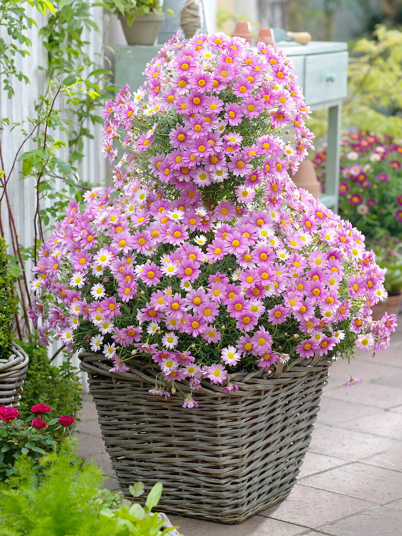 Argyranthemum frutescens 'Blühwunder' (Summer daisy) topiary