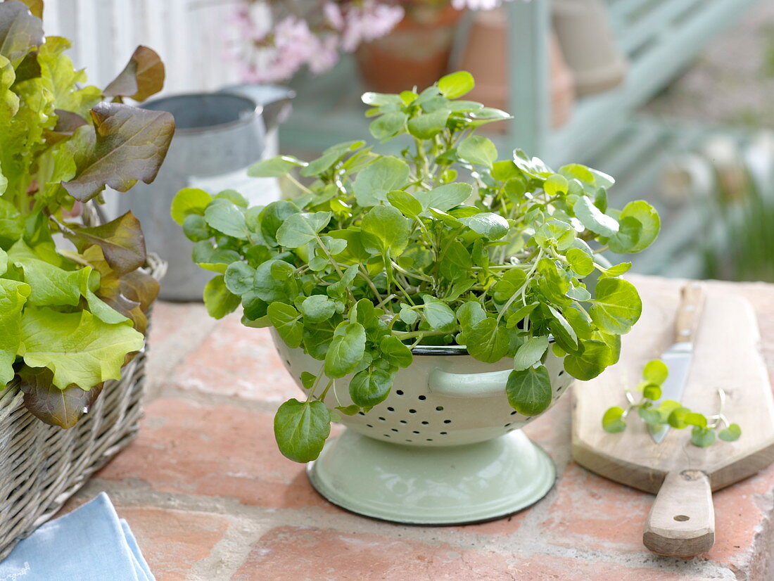 Watercress (Nasturtium officinale) planted in kitchen strainer