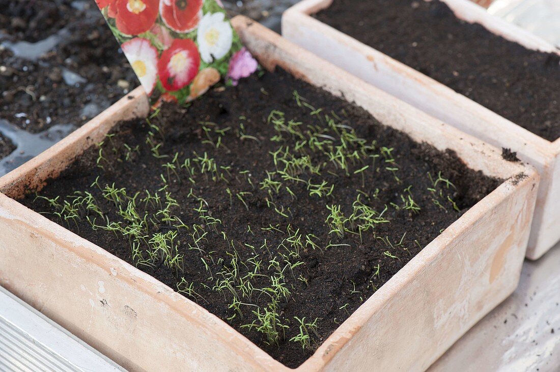 Emerged seedlings of Papaver (poppy) in clay box