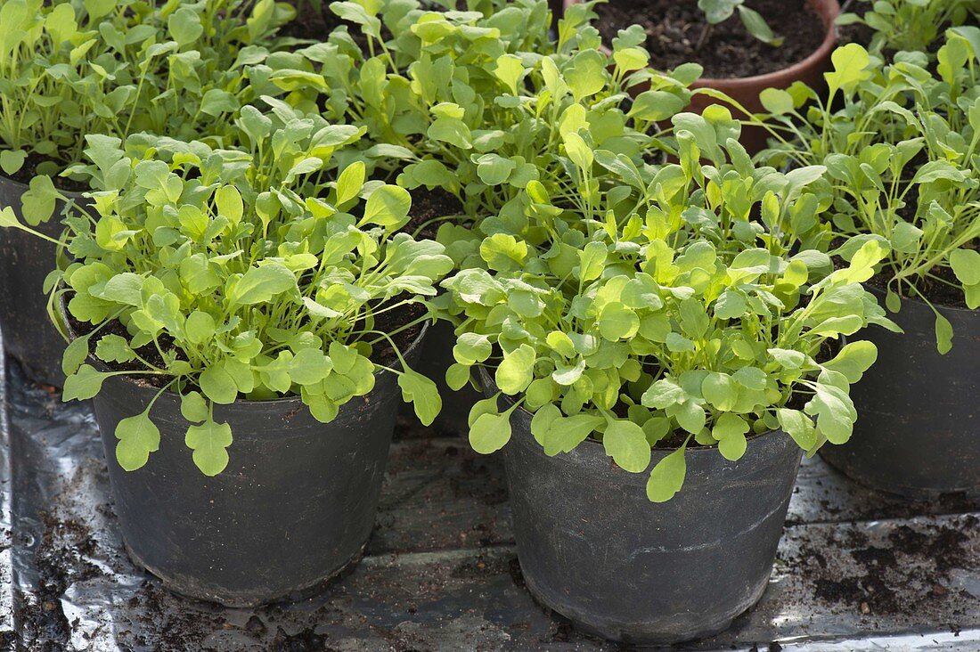 Seeded young plants of Papaver (poppy) in pots