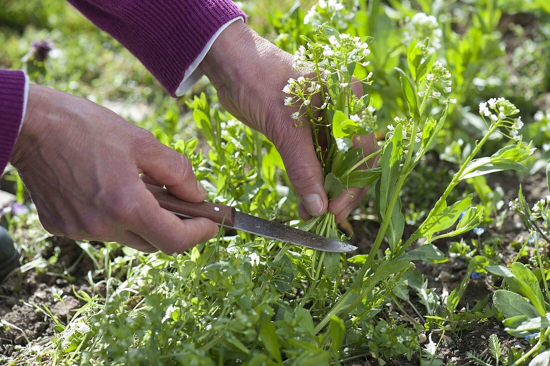 Woman harvesting Thlaspi (Field cinquefoil)