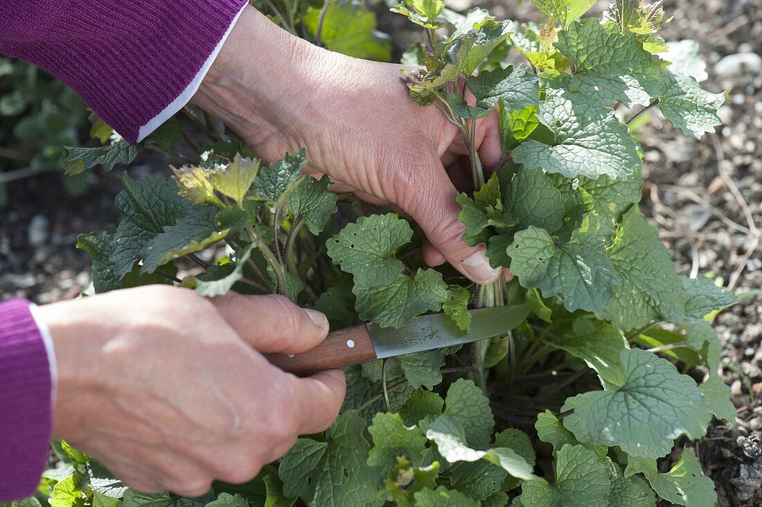 Woman harvesting Alliaria petiolata (garlic bush)