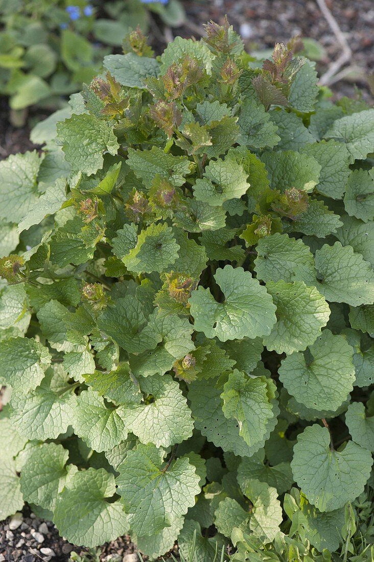 Garlic rocket (Alliaria petiolata)