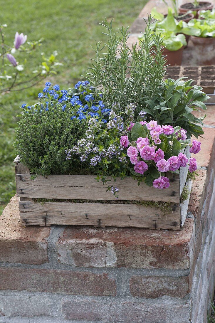 Planting herbs and edible flowers in fruit box