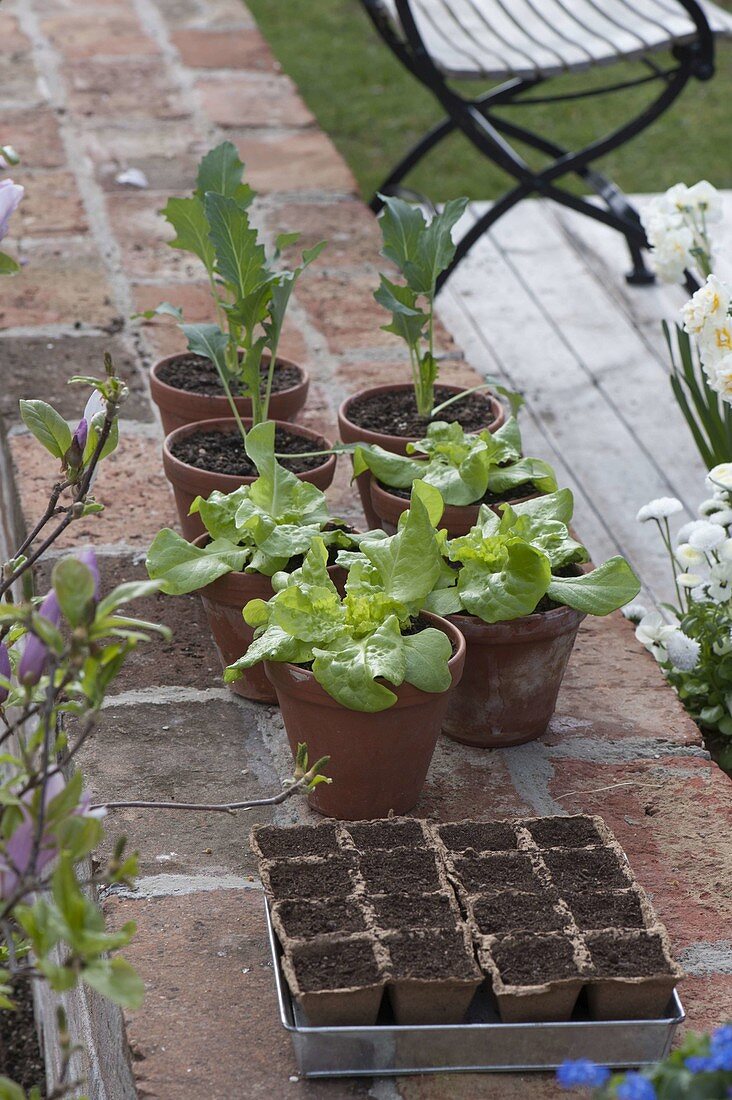 Peat seed pots, young plants of lettuce (lactuca) and kohlrabi