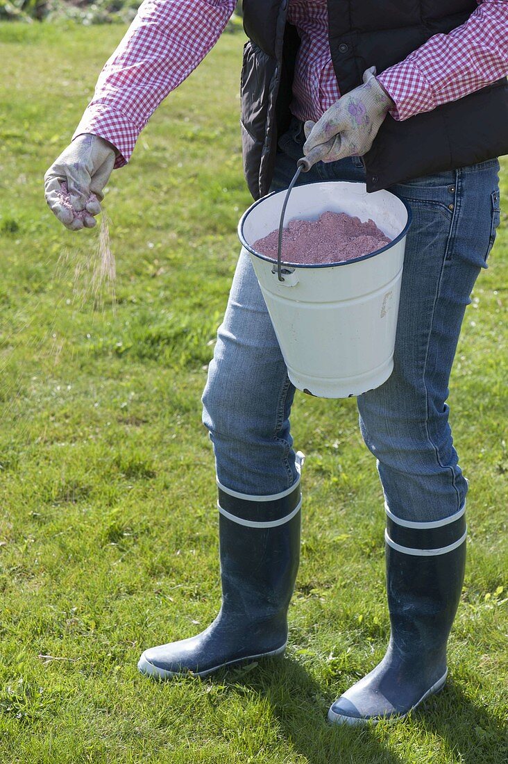 Woman fertilising the lawn