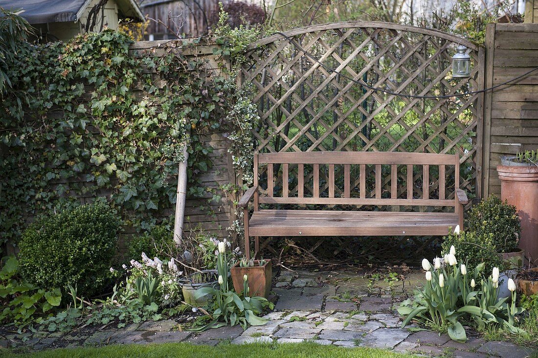 Wooden bench in front of trellis, wickerwork wall overgrown with Hedera