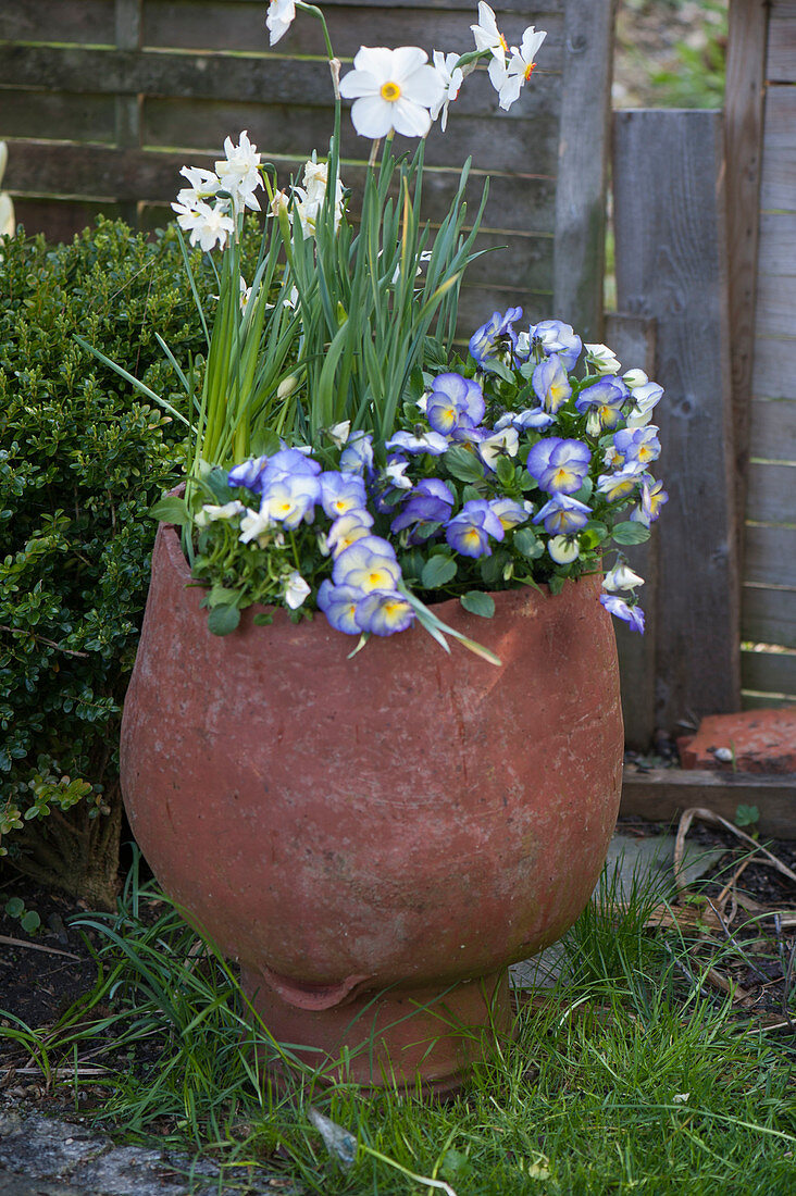 Terracotta pot planted with Viola cornuta 'Etain' (horned violet)