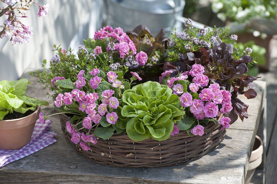 Edible spring wreath, primula 'romance' (stuffed primrose)