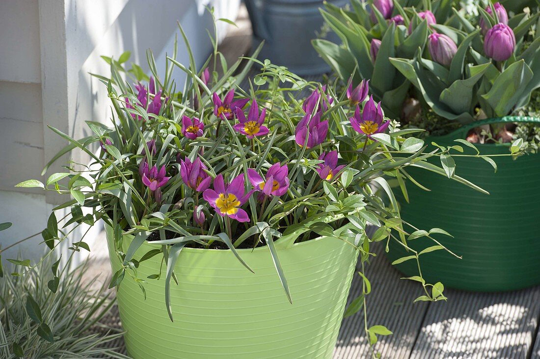 Tulipa humilis 'Violacea Yellow Base' (wild tulips) and Vinca 'Bowles'.