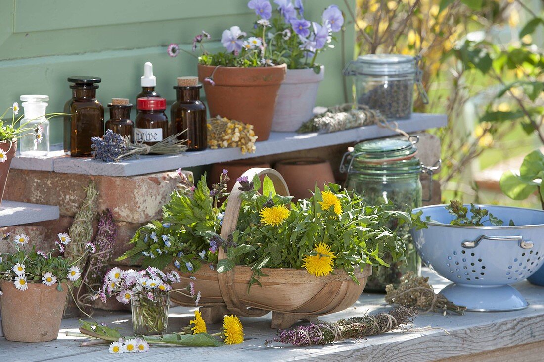 Basket with freshly harvested spring wild herbs
