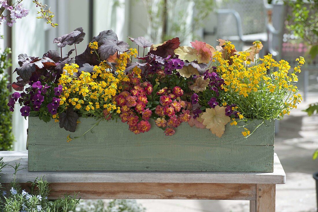 Box with Primula Belarina 'Nectarine', Heuchera