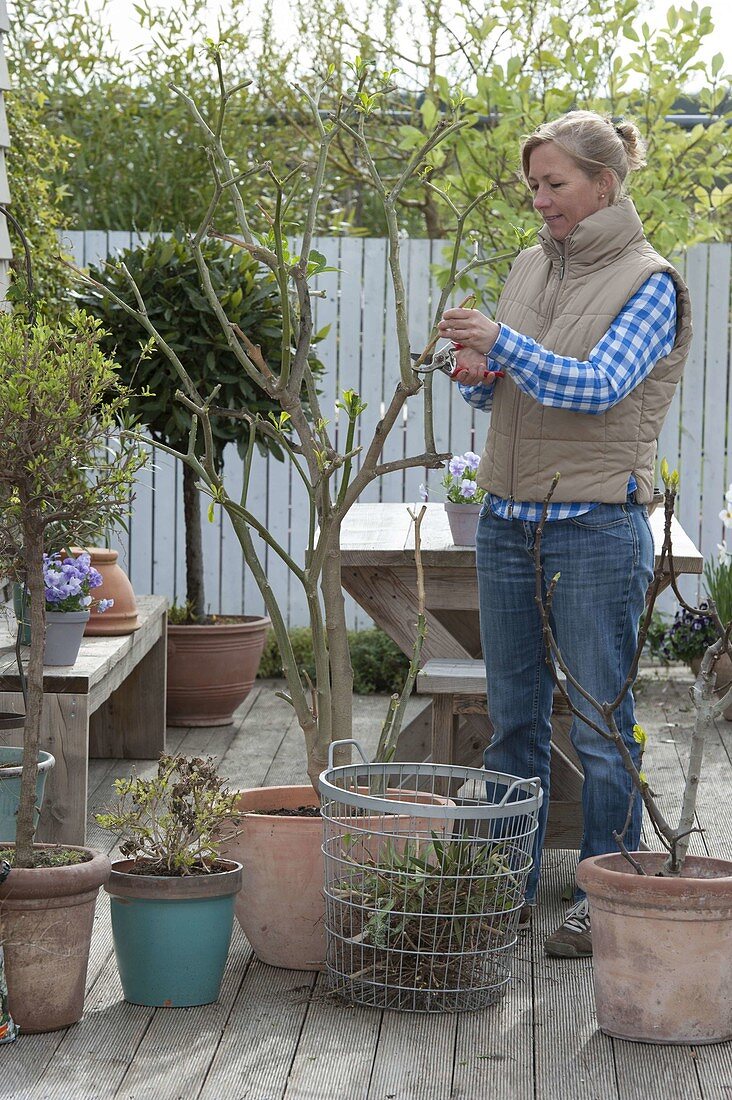 Woman cuts back Datura (angel's trumpet) in spring