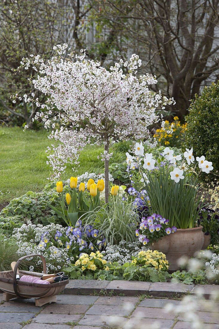 Prunus incisa 'Feburary pink' in the spring bed