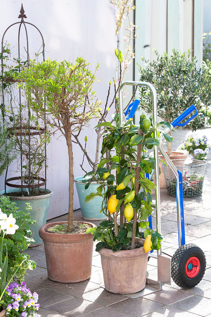 Winterising pot plants with a hand truck