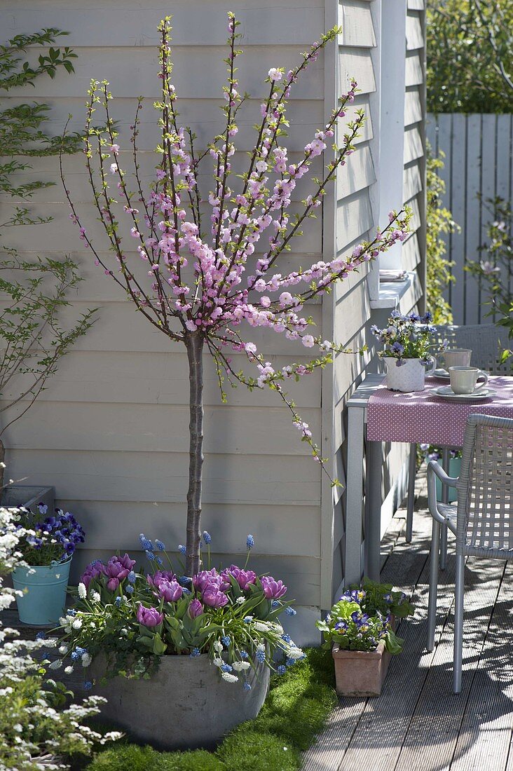 Prunus tribola (Mandelbäumchen) unterpflanzt mit Tulipa 'Lilac Star'