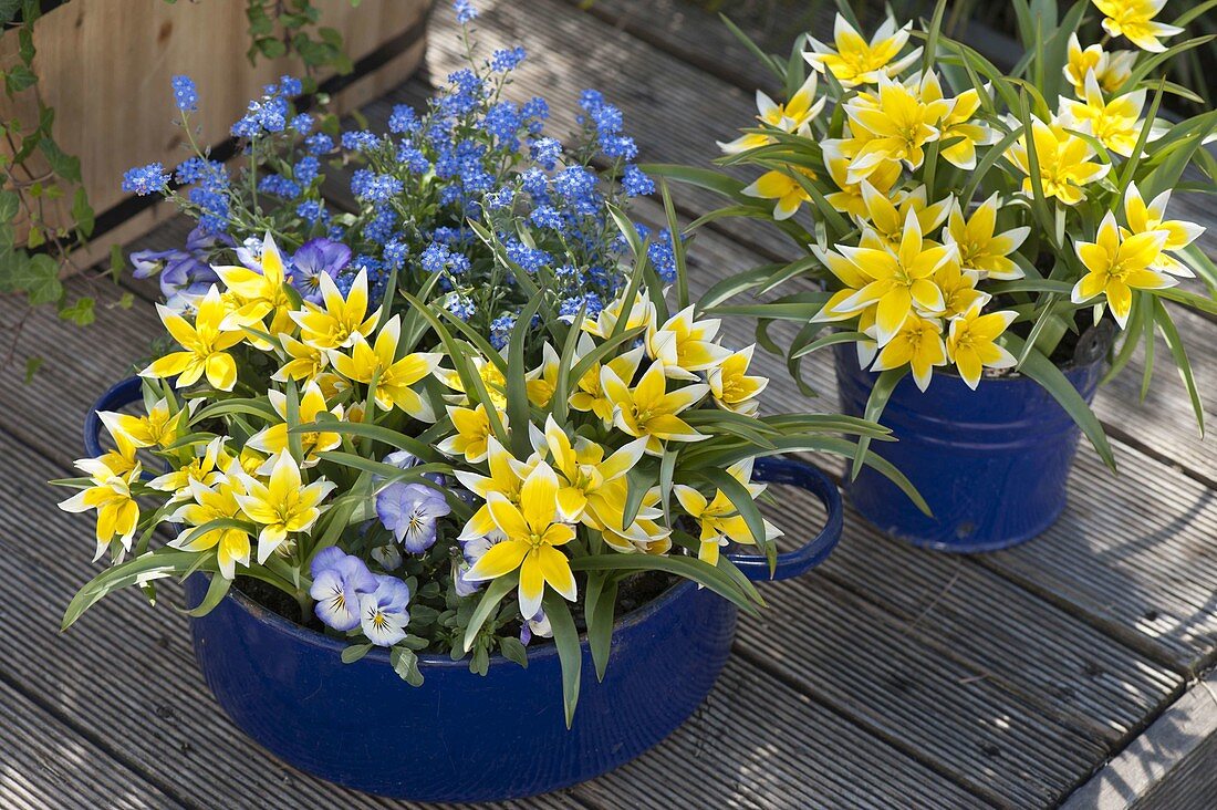 Tulipa tarda (Star tulips), Myosotis (Forget-me-not) and Viola cornuta