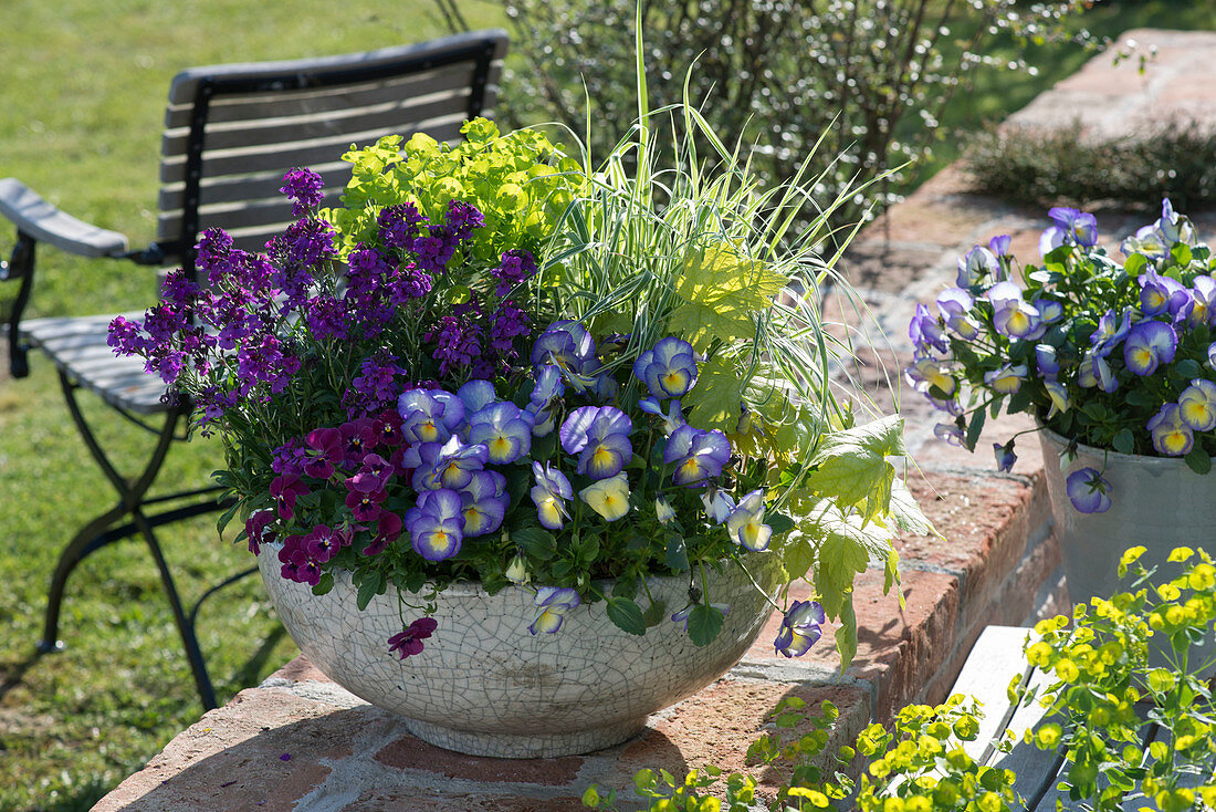 Spring bowl with Viola cornuta 'Etain', Callisto 'Carmine'