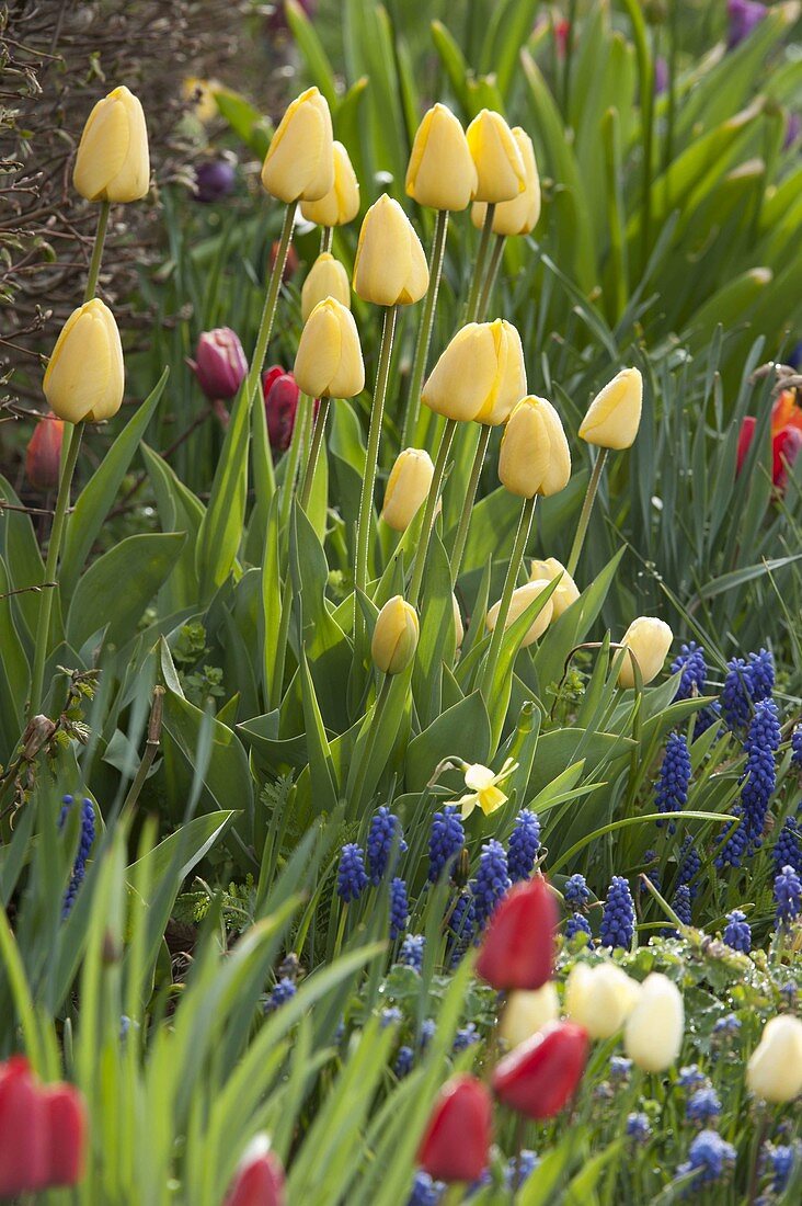 Tulipa 'Yellow Flight' (tulips) in a spring border with muscari