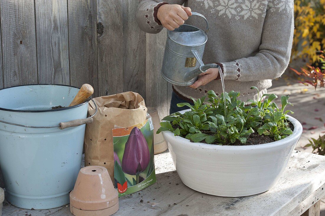 Plant tulip bulbs and forget-me-nots in a tray in autumn