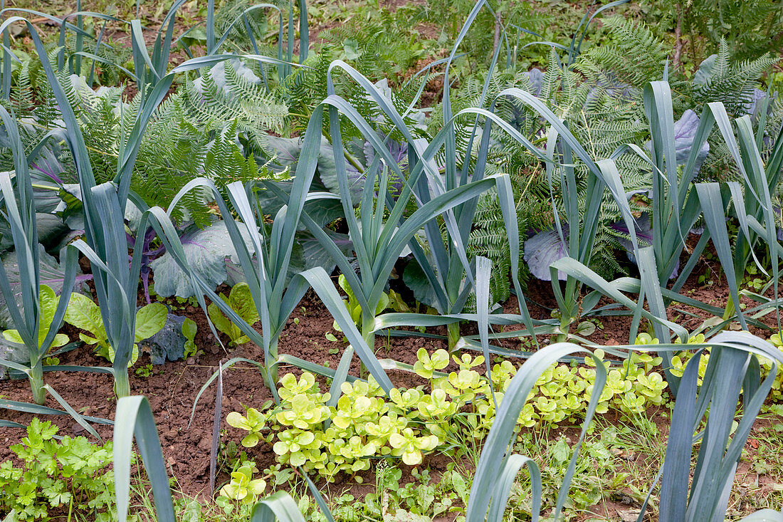 Noun : Porree, Lauch (Allium porrum) und Portulak (Portulaca oleracea)