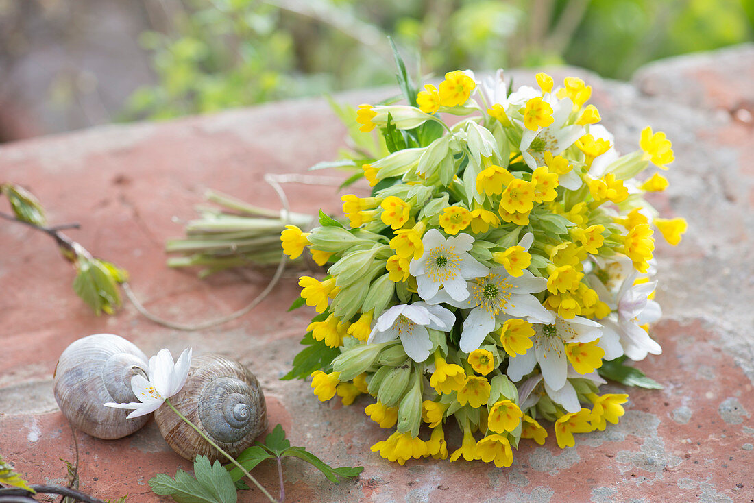 White-yellow bouquet of Primula veris