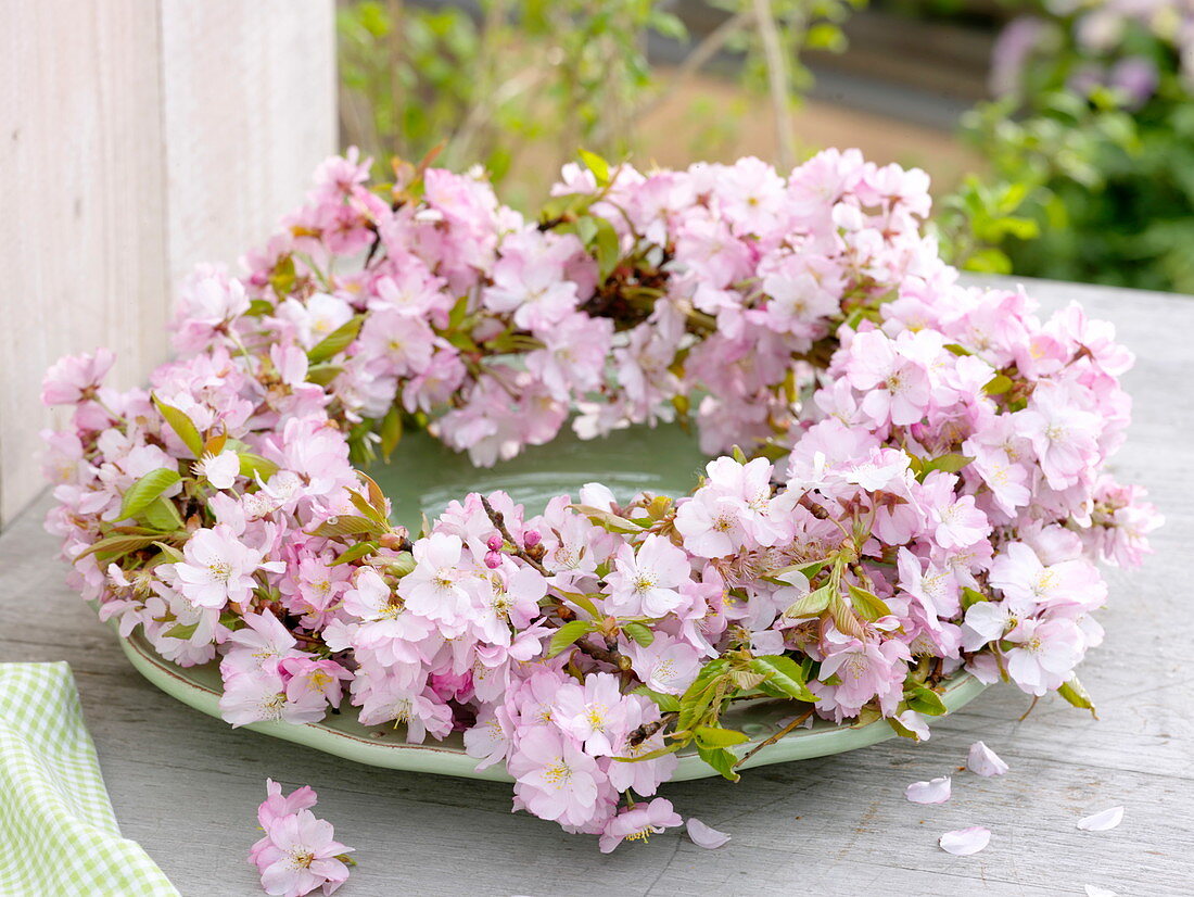 Blütenkranz aus Prunus Sargentii 'Accolade' (Japanischer Zierkirsche)