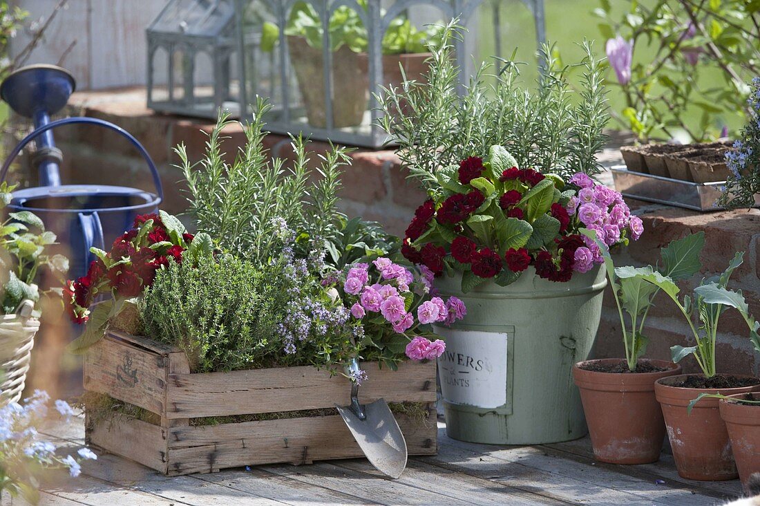 Primula 'Romance' and Belarina 'Valentine' (Stuffed Primroses), Thyme