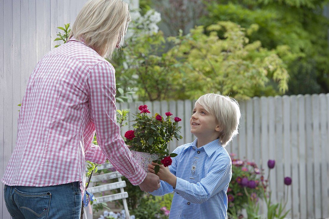Junge schenkt seiner Mutter einen Topf mit Rosa (Rosen)