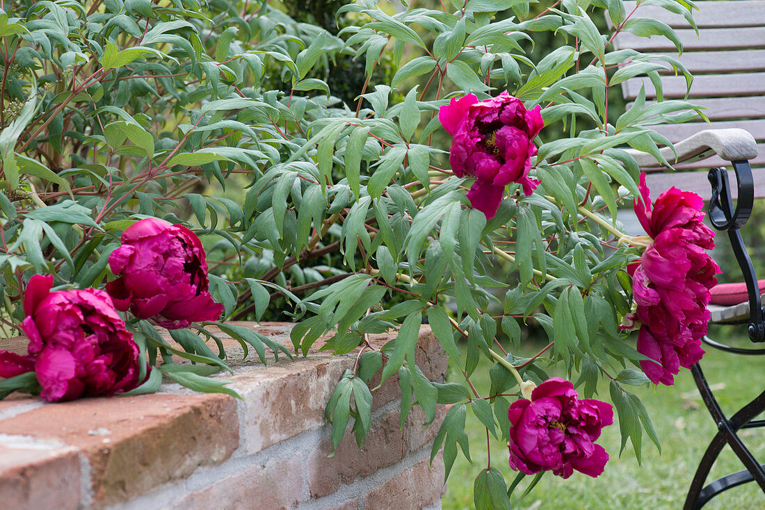 Paeonia suffruticosa 'Shimadaijin'