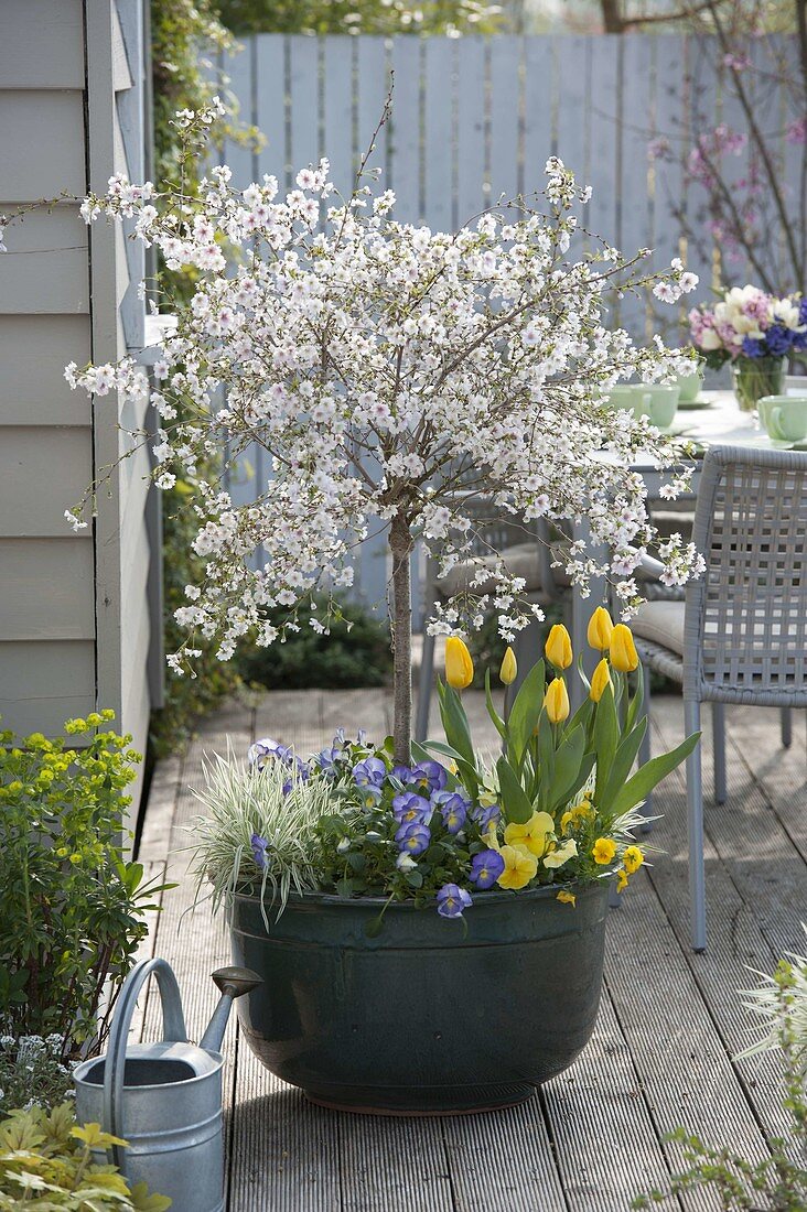 Prunus incisa 'February Pink' (Zierkirsche) unterpflanzt mit Tulipa 'Yellow