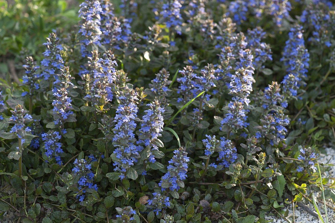 Ajuga reptans 'Mahogany' (Ginseng)