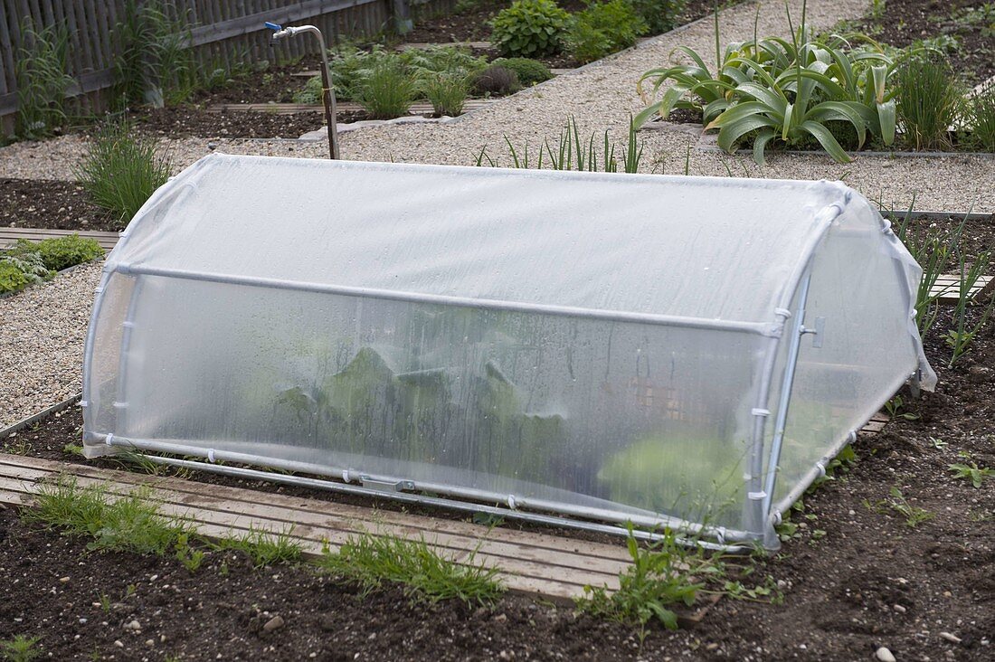 Bruehwiler garden canopy as cold frame, planted with kohlrabi (Brassica)