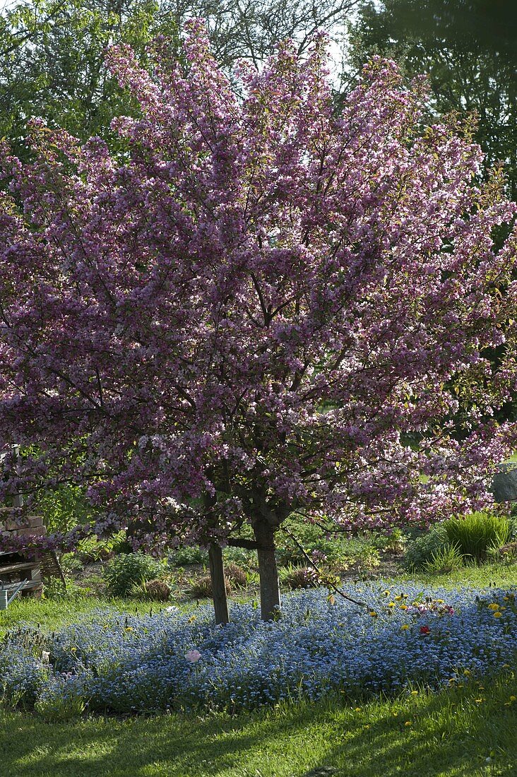 Malus 'Paul Hauber' (ornamental apple), tree slice with Myosotis