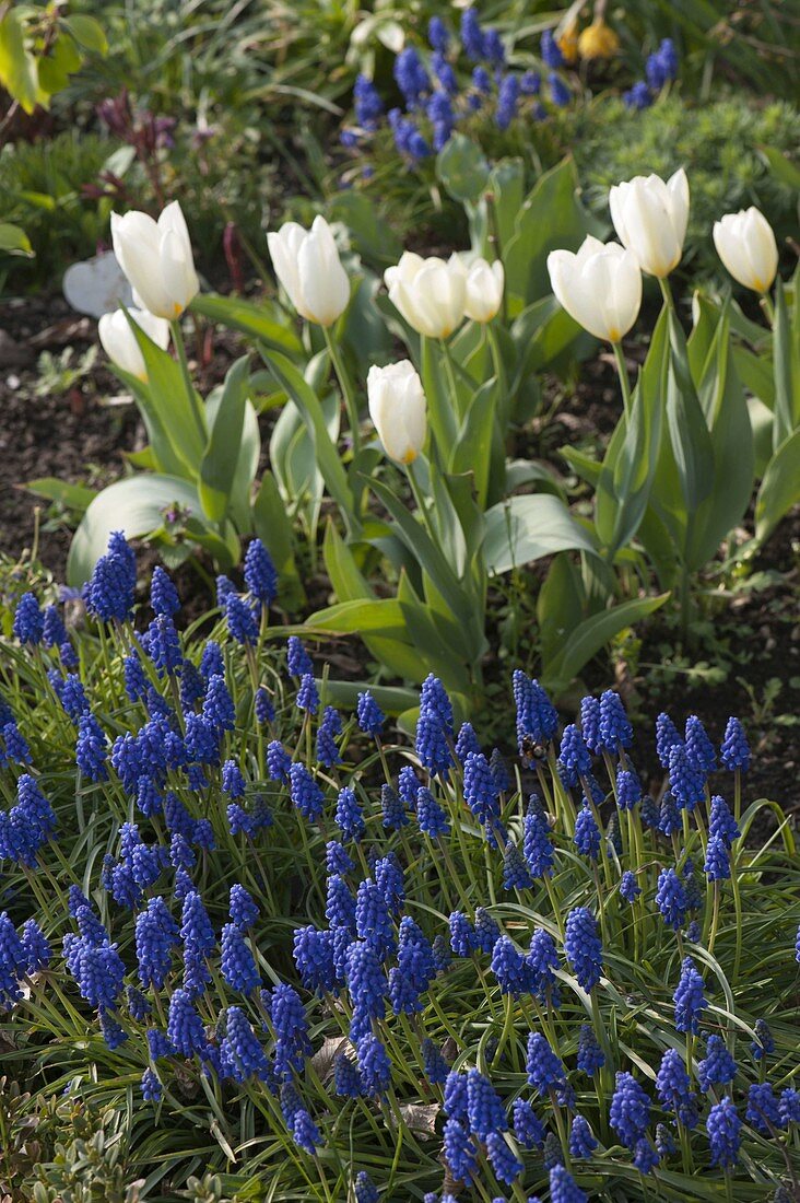 Bed with Muscari (grape hyacinths) and Tulipa 'Arctic' (tulips)