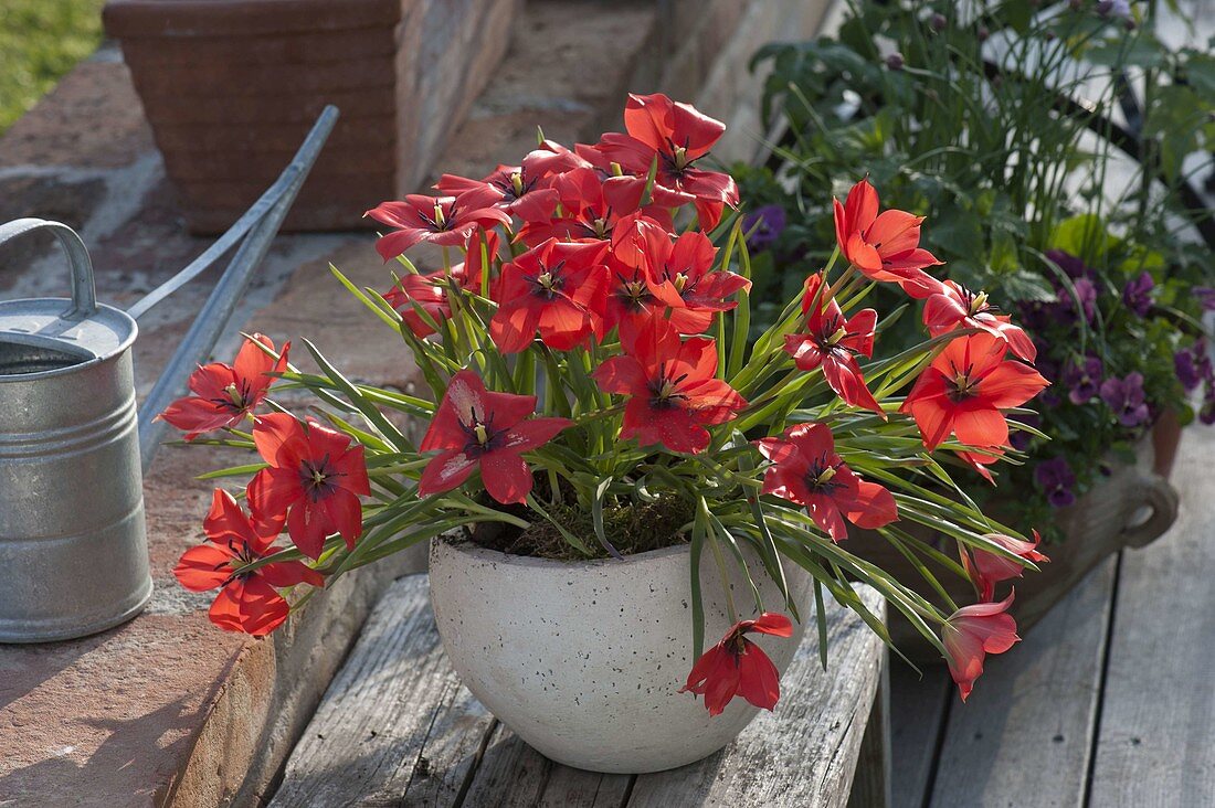 Tulipa linifolia (Wildtulpen) in voller Blüte