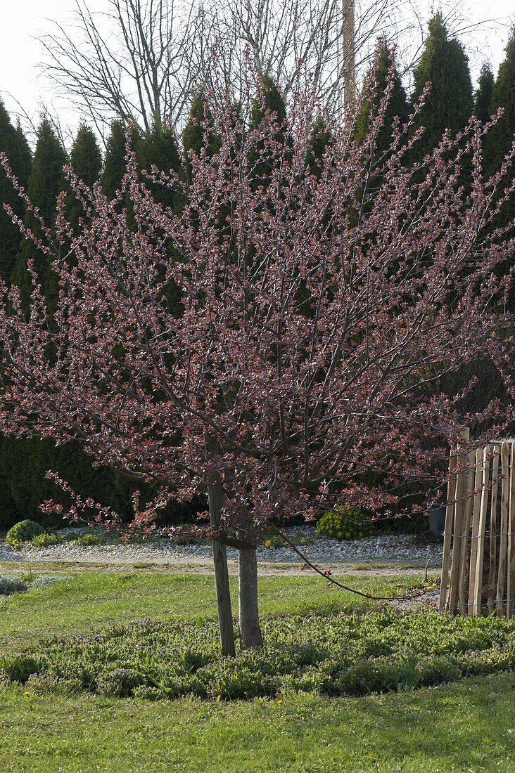 Malus 'Paul Hauber' (ornamental apple tree) with tree slice, beginning budding