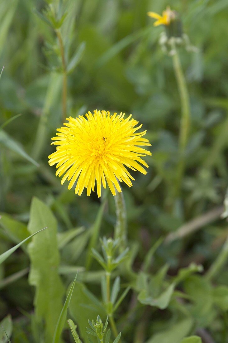 Taraxacum (dandelion) in the meadow