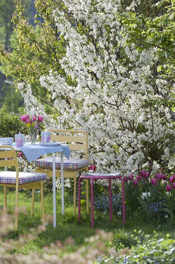 Malus 'Evereste', Tulipa and Myosotis