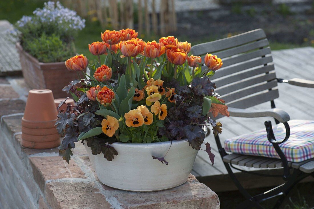 Tulipa 'Orange Princess' (tulips), Heuchera 'Amethyst Myst'